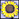 FL-Sq-sunflower