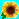 Sunflower-520